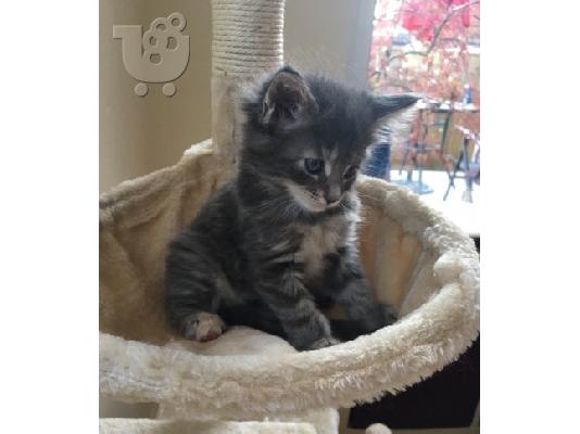 Maine Coon γατάκια προς πώληση